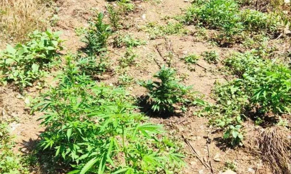 Θεσσαλονίκη: Χειροπέδες σε 49χρονο που καλλιεργούσε χασισόδεντρα